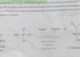 Perché la quantità di NAD+ è inferiore a quella del glucosio che entra nella glicolisi?